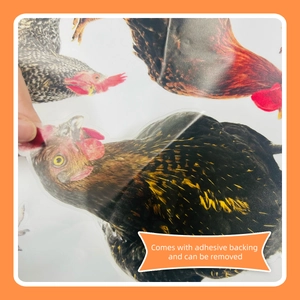 Close-up showing adhesive backing and removable feature of realistic chicken wall stickers