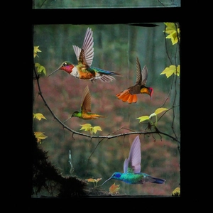 Detail view of colorful hummingbird window clings with double-sided printing and vivid colors
