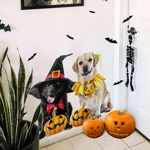 Detail von Halloween Hunde-Kostümen mit Hexenhut, Fliege und Kürbis-Lätzchen Deko