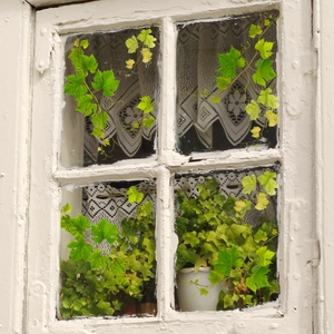 Fresh green vine stickers on a vintage white window with lace curtains for home decor