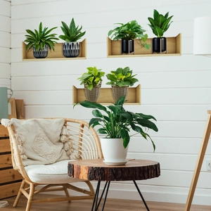 Three wooden U-shaped floating shelves with green potted plants on a white wall