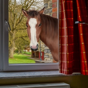3D realistic horse head window decal for home glass decoration with self-adhesive design