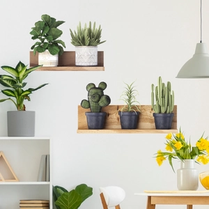 Detail of wooden floating shelf with various green plants against white wall