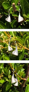 Detail view of silver earrings featuring white enamel calla lily leaf design