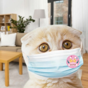 Blue pet mask featuring a Happy Easter sticker with white rabbit ears and yellow bow