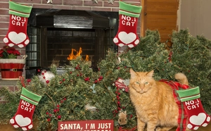 Chaussette de Noël pour chat avec empreinte de patte blanche et texte NO.1 CAT