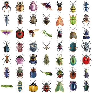 Set van 50 waterdichte transparante PET-insectenstickers voor scrapbooking en laptops