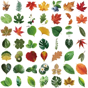 Pack of 50 transparent waterproof PET leaf stickers for DIY journaling and scrapbooking
