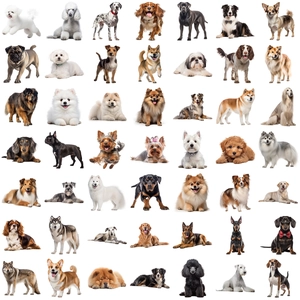 Collection of 50 waterproof dog breed stickers for journals and laptops in a 7x7 grid