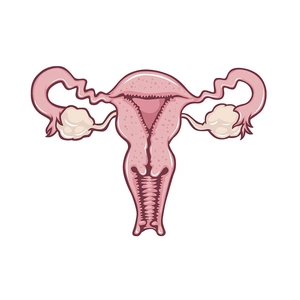 Creative crystal uterus organ brooch for women medical anatomy jewelry decoration