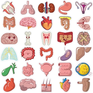 Set of 50 cartoon human organ stickers for laptops and luggage decoration