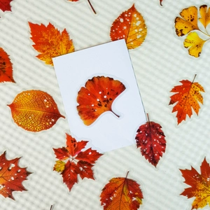 Détails d'autocollants PET réalistes de feuilles d'automne, érable et ginkgo sur carte blanche