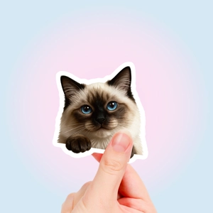 Macro shot of a realistic Siamese cat head sticker with blue eyes and white border