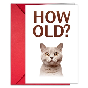 Divertente biglietto di auguri gatto British Shorthair con busta rossa