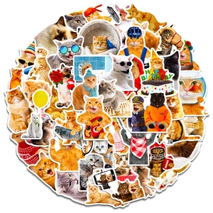 Pack of funny realistic cat stickers with various costumes and meme expressions