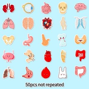 50pcs cute cartoon and realistic human organ stickers for kids learning and decoration