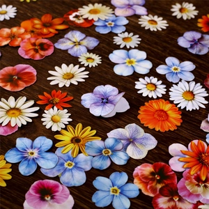 Vibrant hand-painted floral sticker pack with daisies and pansies on a wooden table