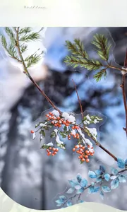 Detail of transparent winter botanical stickers showing red berries and pine needles