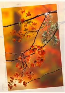 Detailed view of autumn maple leaf and branch PET stickers with high transparency