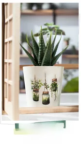 Close-up of decorative round white plant pot featuring botanical illustrations and succulent