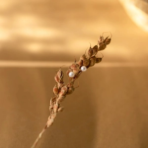 Detail kleiner weißer Perlenohrringe mit Goldsteckern auf künstlerischer Pflanze
