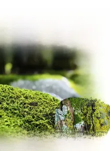 Detail of moss agate pendant necklace with white opal leaves on a natural bark background