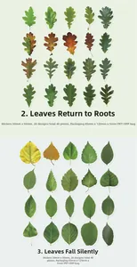 Detail of 40pcs PET waterproof leaf stickers for journaling in green and autumn colors