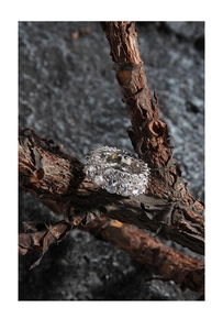 Macro shot of silver S925 double layer zircon ring on a rustic branch background