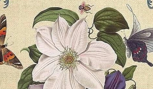 Macro detail of vintage botanical paper with floral clematis, butterflies, and linen texture