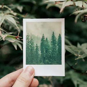 LOMO style forest scenery stickers with white borders for DIY journaling and decoration