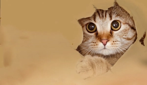 Dettaglio di un adesivo 3D con gatto realistico che sbircia da un foro nella carta strappata