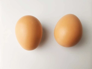 Macro detail of two realistic brown wooden eggs for DIY painting and kids play kitchen