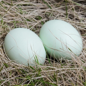 Realistic wooden toy eggs in a straw nest for DIY painting and kids pretend play
