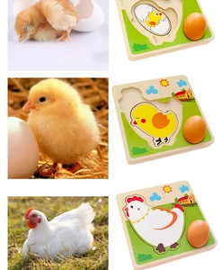 Educational wooden puzzle set showing chicken life cycle from egg to adult hen