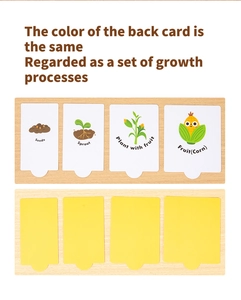 Puzzle educativo in legno che mostra il ciclo di crescita del mais dal seme al frutto