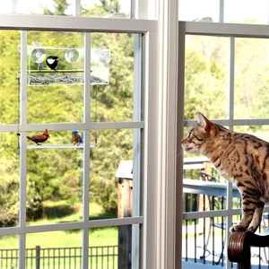 Acrylic window bird feeder with suction cups showing cat watching wild birds outside