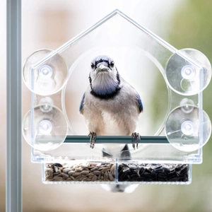 Close-up of clear acrylic bird feeder with roof, suction cups, and a blue jay feeding