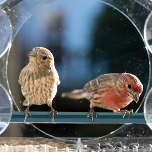 House-shaped clear acrylic bird feeder with green perch and birds feeding in nature