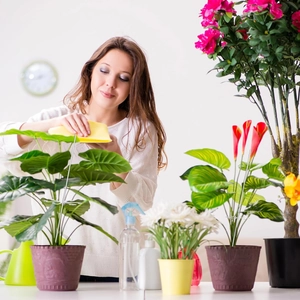Pflanzenstützen aus Acryl mit Haken für Kletterpflanzen und Blumen im Innenbereich