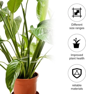 Détail des attaches de support transparentes pour la croissance et la santé de l'Alocasia