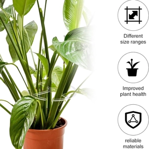 Lot de 4 tuteurs en plastique pour Alocasia grimpantes, support de croissance pour plantes