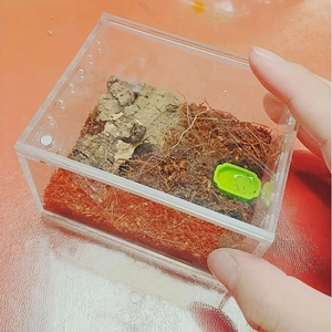 Transparent acrylic reptile feeding box with magnetic lid and natural habitat scenery