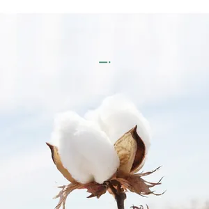 Macro shot of natural long-staple cotton fibers showcasing the premium material quality