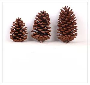 Three natural dried pine cones in various sizes for Christmas and DIY home decoration