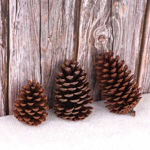Set of three natural brown pine cones in various sizes for rustic home holiday decor