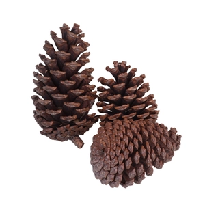 Three natural large pine cones for Christmas decor and DIY crafts on white background