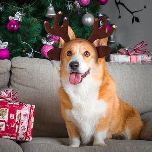Detail of dog wearing adjustable Christmas reindeer antlers headband with festive bells