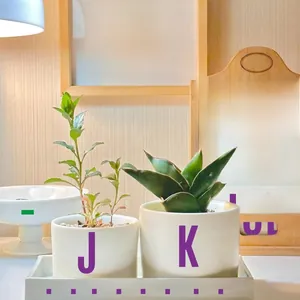 Detail view of two small green plants in white ceramic pots on a tray for home decoration