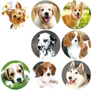 Macro detail of eight different cute dog breed round stickers for pet lovers decoration
