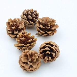 Set of six natural brown pine cones for Christmas tree decoration and DIY crafts